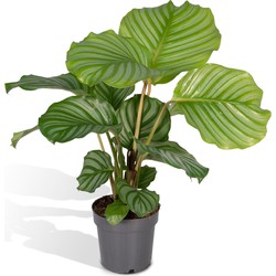 Hello Plants Calathea Orbifolia Pauwenplant - Ø 14 cm - Hoogte: 50 cm - Kamerplant