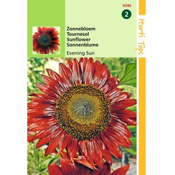 2 stuks - Helianthus annuus Avondzon bruin rood