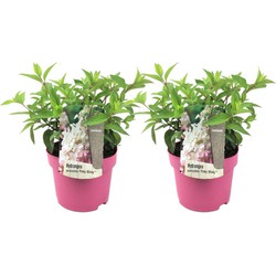 Hydrangea 'Pinky Winky' - Set van 2 - Pluimhortensia - Pot 19cm - Hoogte 25-40cm