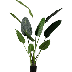 WOOOD Strelitzia Kunstplant - Groen - 96x164x63