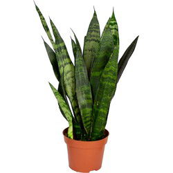 Sansevieria 'Black Coral' per stuk | Kamerplant in kwekerspot ⌀12 cm - ↕30-40 cm