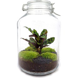 URBANJNGL - Planten terrarium • Jar Calathea • Ecosysteem plant • ↑ 28 cm