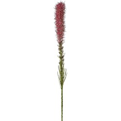 Tige de Liatris - Mauve / 80 cm