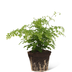 We Love Plants - Adiantum Fragrans - 30 cm hoog - Varen plant