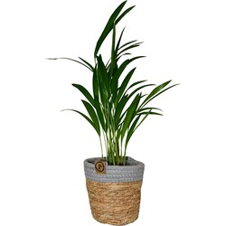 ZynesFlora - Areca Lutescens in Mandje - Kamerplant in pot - Ø 12 cm - Hoogte: 40 cm - Luchtzuiverend - Goudpalm - Palm - Kamerplant