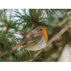 Vogel rood 70x50cm Tuinschilderij