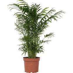 Dwergpalm - Chamaedorea elegans - Hoogte 50-60cm - ⌀17cm