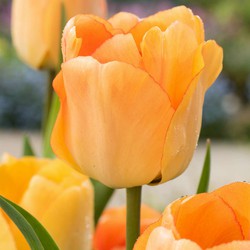Tulipa Daydream - Bloembollen x40 - Tulp - Oranje