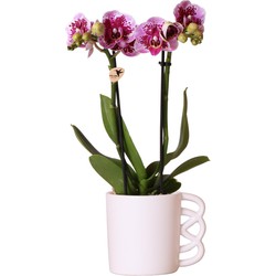 Kolibri Orchids | Roze paarse Phalaenopsis orchidee - El Salvador + Happy Mug sierpot wit- potmaat Ø9cm - 35cm hoog | bloeiende kamerplant - vers van de kweker