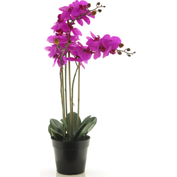 (Best) RT Phalaenopsis Bora x3 in pot 60cm fuchsia
