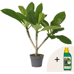 Frangipani Hawaii + plantenvoeding - Plumeria rubra - Hoogte 45-55cm - ⌀17cm