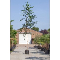 Zwarte Berk Betula nigra h 350 cm st. omtrek 12 cm