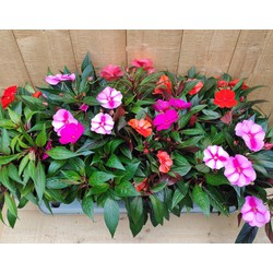 Vlijtig Liesje Balsemien Impatiens New Guinea 10 potjes per tray kleur mix Roze - Warentuin Natuurlijk