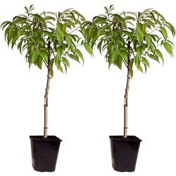 Prunus Persica 'Saturne' - Perzikboom - Set van 2 - Pot 15 cm - Hoogte 60-70cm