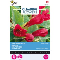 3 stuks - Flowering Asarina Red Dragon - Buzzy