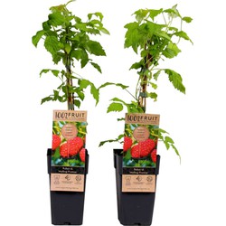 Rubus idaeus 'Malling Promise' - Set van 2 - Framboos - ⌀15cm - Hoogte 50-60cm