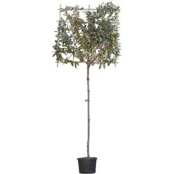 Olijfwilg leiboom 150 cm Elaeagnus ebbingei 270 cm