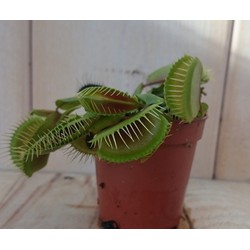 5 stuks! Vleesetende plant Mascotte Venusvliegenvanger Dionaea mini