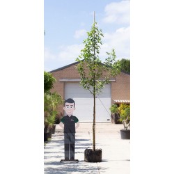 Amberboom worplesdon Liquidambar st. Worplesdon h 450 cm st. omtrek 16 cm