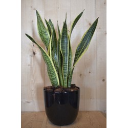 Sansevieria Laurentii in zwarte pot