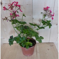 3 stuks! Oostenrijkse geranium hangplant roze