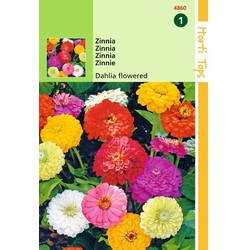 2 stuks - HT Zinnia Dahliabloemig