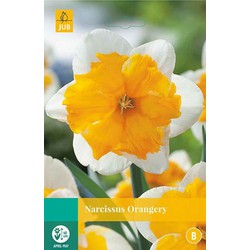 5 stuks - Narcissus Orangery 4 bollen