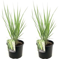 Panicum virgatum Northwind - Set van 2 - Siergrassen - Pot 23cm - Hoogte 40-60cm