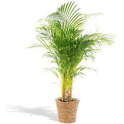 Hello Plants Areca Palm Goudpalm - Ø 21 cm Mandje - Hoogte: 110 cm