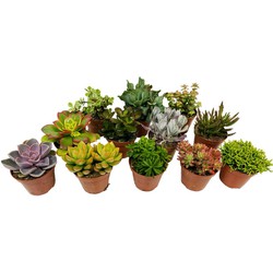 Mini-Vetplanten - Mix van 12 stuks - Pot 5,5cm - Hoogte 5-10 cm