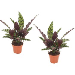 Calathea Insignis - Set van 2 - Marantaceae - Pot 12cm - Hoogte 30-40cm