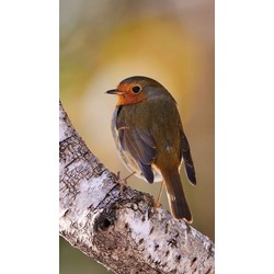 Roodborst berk 70x130cm Tuinschilderij