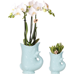 Kolibri Orchids | Planten set Fish Turquoise | Set met witte Phalaenopsis orchidee Amabilis Ø9cm en groene plant Succulent Crassula Hobbit Ø6cm | incl. turquoise keramieken sierpotten