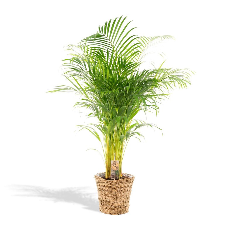 Hello Plants XXL Areca Palm Goudpalm - Ø 24 cm Mandje - Hoogte: 130 cm - 