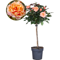 Stamroos - Rosa palace 'Catherine' - Hoogte 80-100cm - ⌀19cm