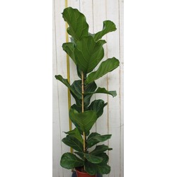 Kamerplant Ficus lyrata 120 cm