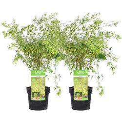 Acer palmatum 'Butterfly' -Japanse Esdoorn -Set van 2 - Pot 19cm -Hoogte 50-60cm