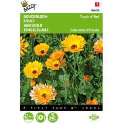 5 stuks - Calendula officinalis Touch of Red mixed Tuinplus - Buzzy