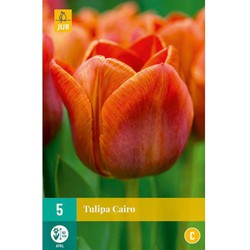 Tulipa cairo