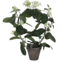 Mica Decorations Kunstplant - Stephanotis bruidsbloem - wit - 50x40 cm - Kunstplanten