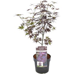 Acer palmatum 'Black Lace' - 'Limited Edition' - Pot 19cm - Hoogte 60-70cm
