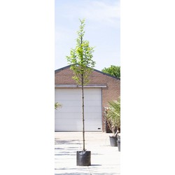 Zuil haagbeuk Carpinus betulus Fastigiata h 250 cm st. omtrek 8 cm st. h 170 cm