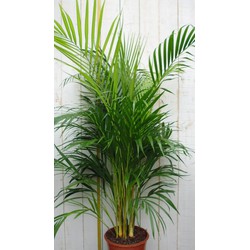 Kamerplant Arecapalm 120 cm