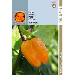 5 stuks - HTS Peper Habanero, oranje