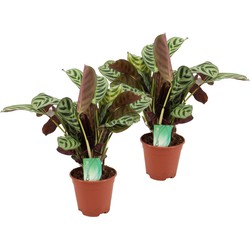 Ctenanthe 'gebedsplant' - Set van 2 - Burle-marxii - Pot 14cm - Hoogte 30-40cm