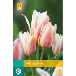 Tulipa Quebec, 5 bloembollen