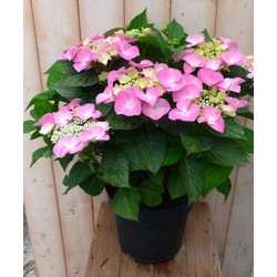 Hortensia Hydrangea roze randjesbloem 40 cm