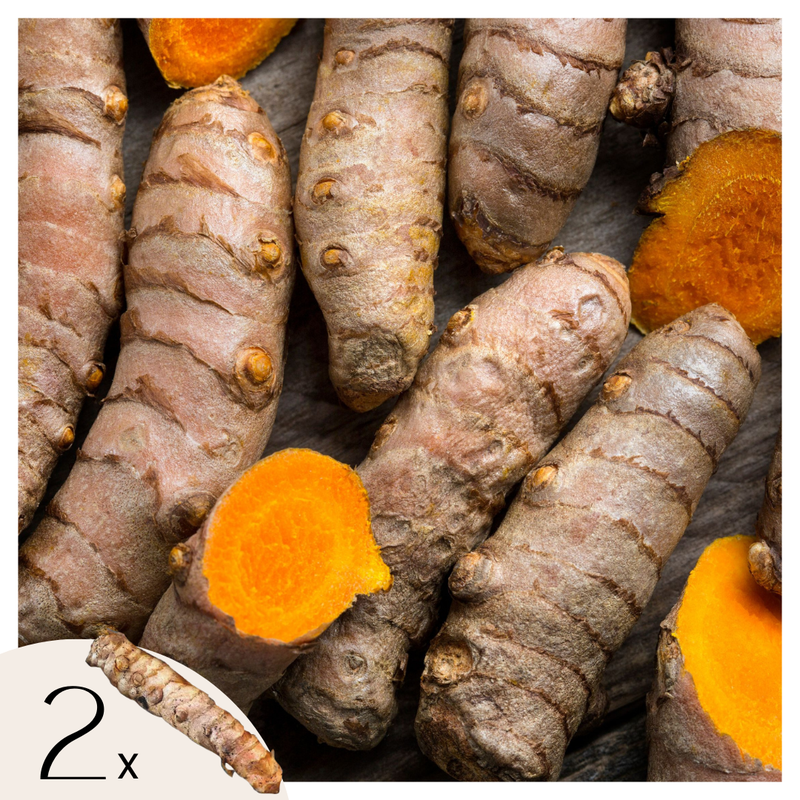 Geelwortel - Set van 2 - Curcuma Longa - Wortelstokken - Oranje - 