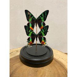 Opgezette Vlinders in Stolp - Vlinder In Glazen Stolp - Vlinderstolp Glas - Madagascar - Groen - 12 x 12 x 20 cm