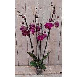 Kamerplant Vlinderorchidee phalaenopsis roze 4 takken